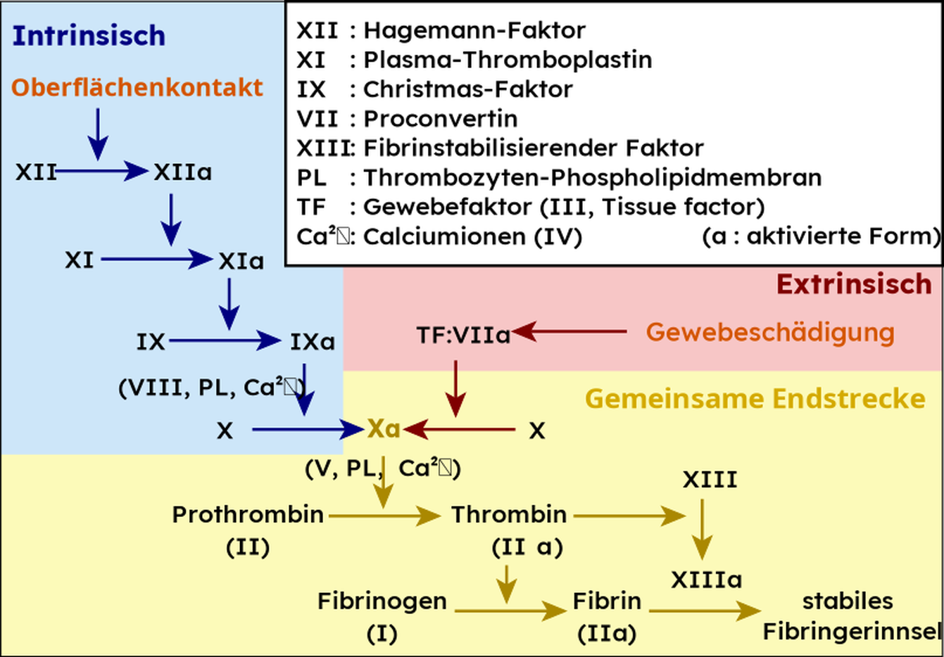 ../../../_images/Classical_blood_coagulation_pathway-de_edited.001341px.png