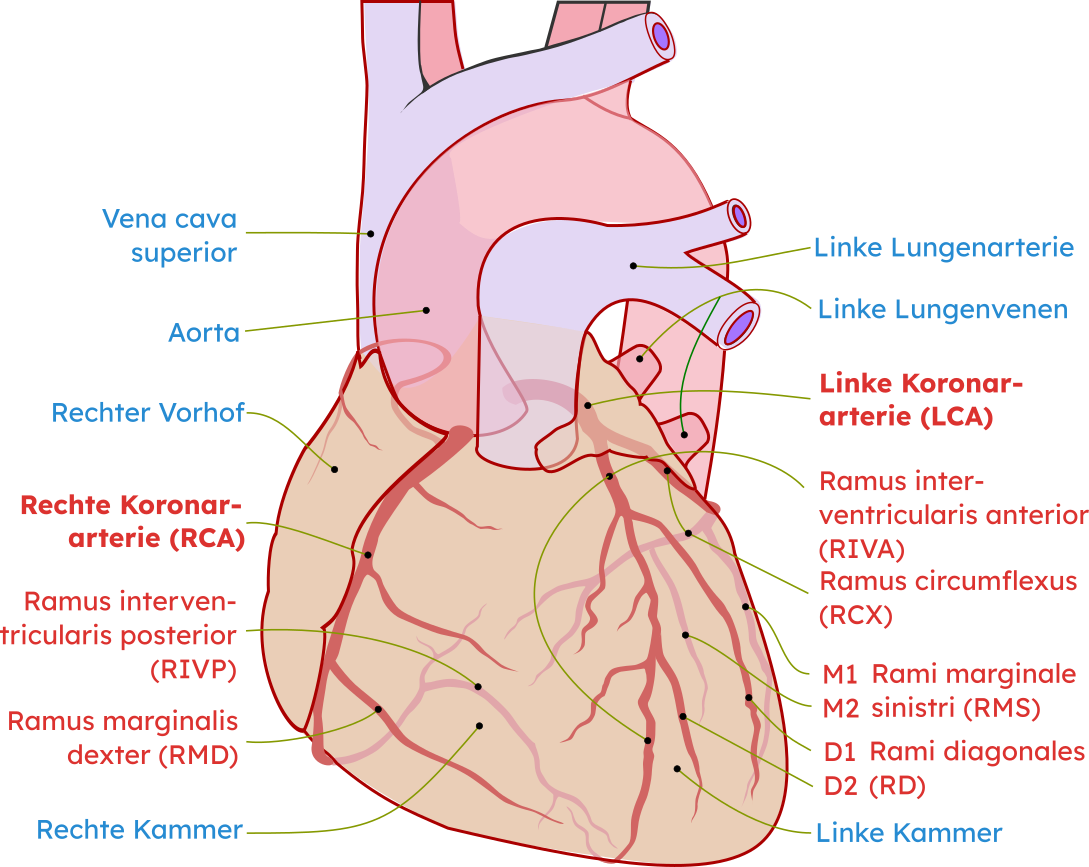 ../../../_images/Coronary_arteries_de_edited.000800.px.png