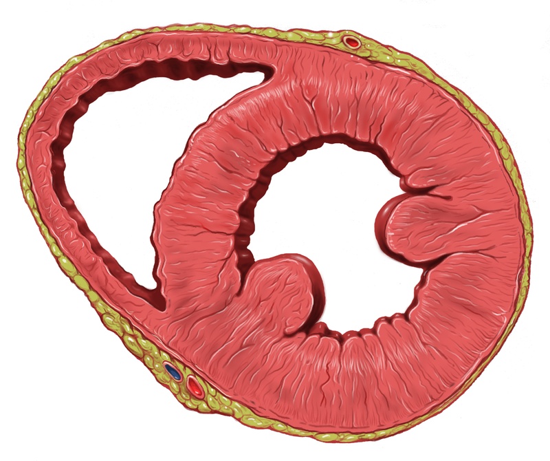 Das Herz im Querschnitt, gesehen von unten: Links der rechte Ventrikel, rechts der muskelstarke linke Ventrikel. © Patrick Lynch