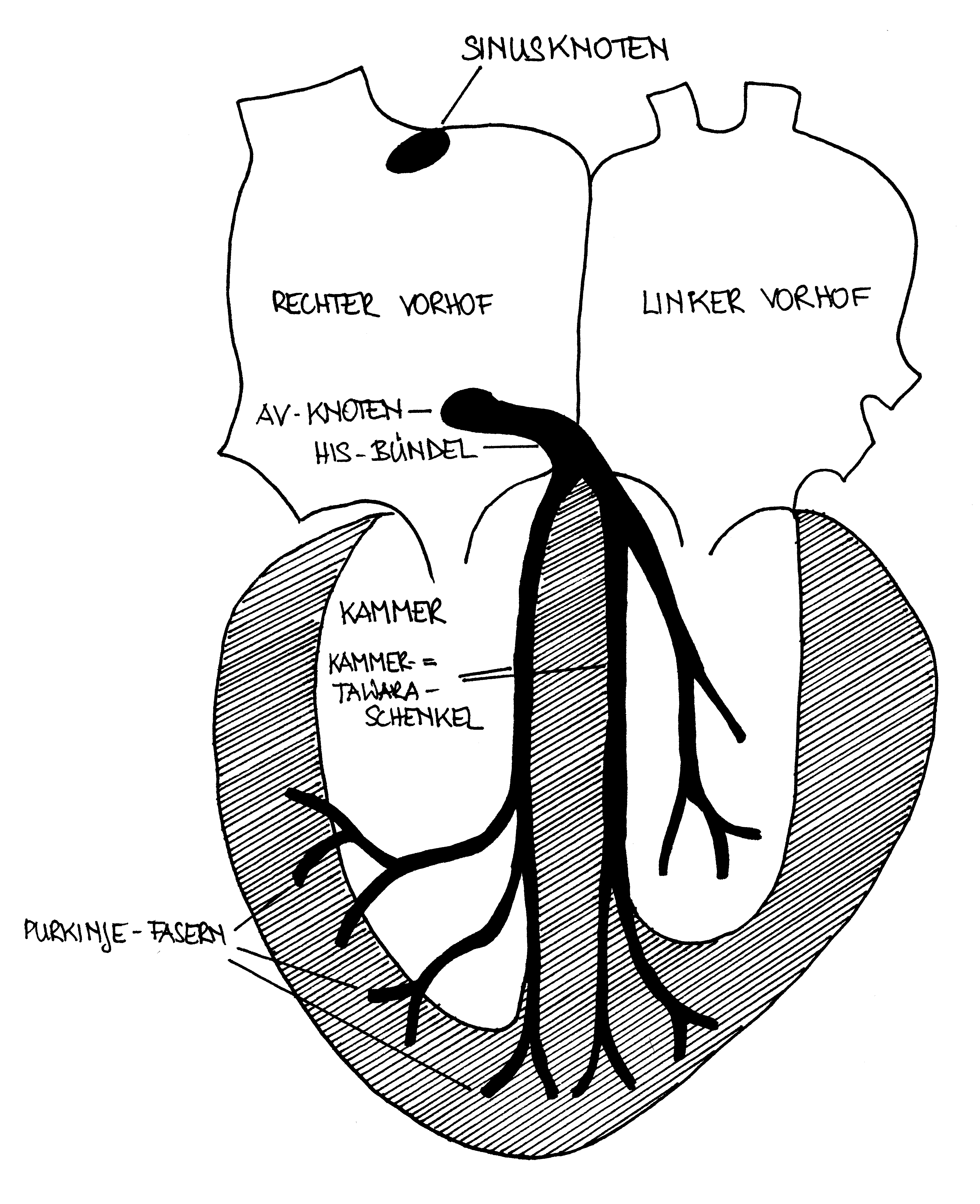 Erregungsleitungssystem des Herzens © Lena Hirtler, ℓ 
