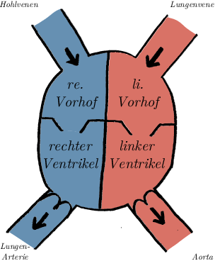 Das Herz, schematisch © Lena Hirtler, 