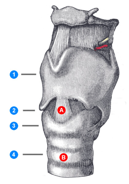 Anatomie des Larynx: ① Schildknorpel, ② Ligamentum cricothyroideum, ③ Ringknorpel, ④ Luftröhre, Ⓐ Lokalisation der Koniotomie, Ⓑ Lokalisation der Tracheotomie