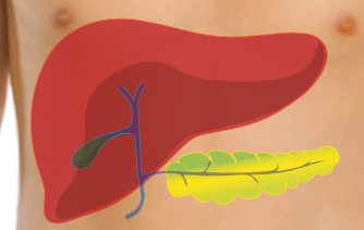 Leber, Gallenblase und Pankreas. © WMC ℓ ???