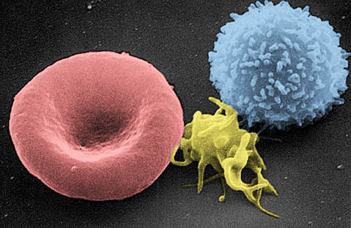 ../../_images/Red_White_Blood_cells.jpg