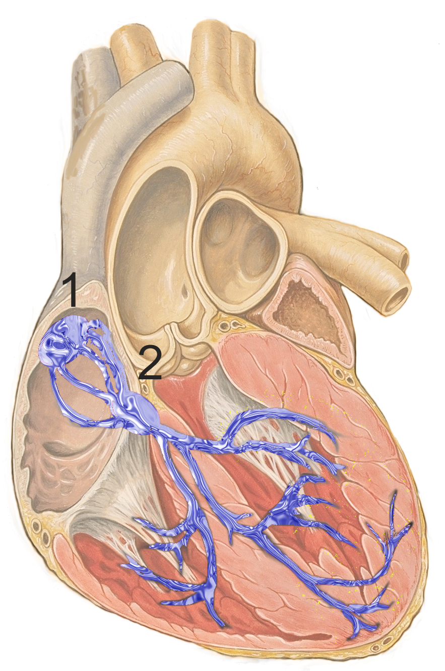 Reizleitungssystem, Schema © J. Heuser, basierend auf der Arbeit von Patrick J. Lynch (Illustrator), C. Carl Jaffe (MD, Cardiologist), Yale University Center for Advanced Instructional Media, ℓ CC-BY